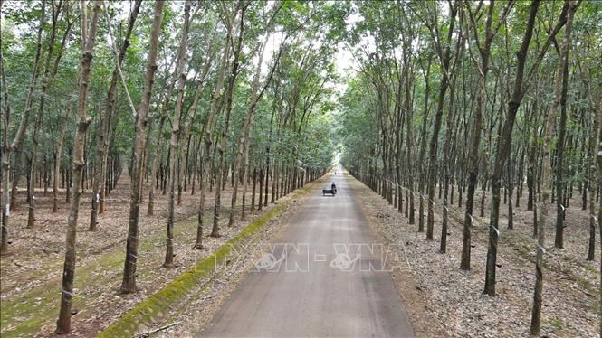 Lào hợp tác với Việt Nam để nâng cao chất lượng cao su xuất khẩu